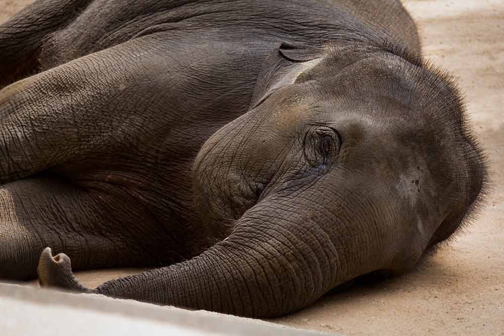 Elephant tranquilizer becomes a big drug problem.