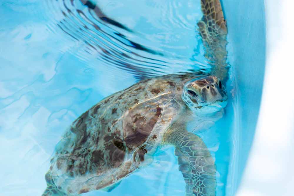 Beach House Alumni volunteer at turtle rescue to aid their recovery.