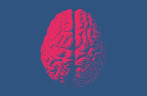drawing of the brain