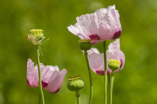 poppies blooming
