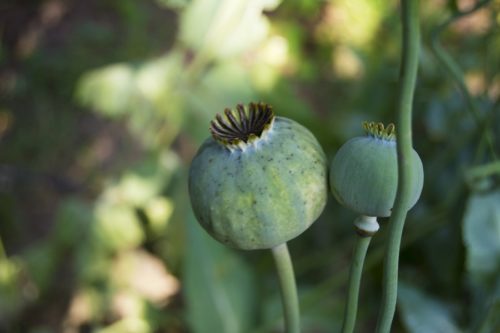 Close up of a green opium poppy plant.