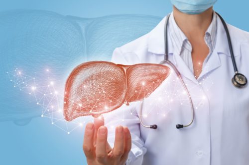 Doctor presenting a liver with a blue backdrop