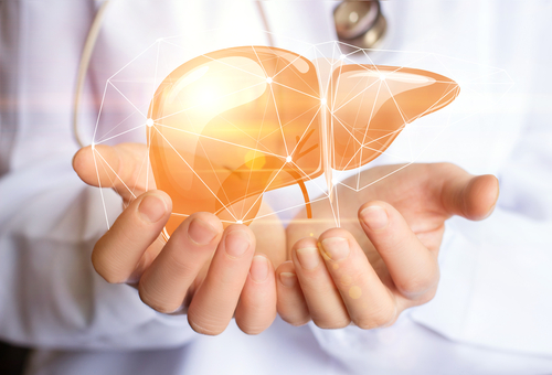 Two hands holding up a rendered image of a liver.